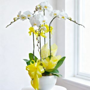 Hoa khai trương - Lan Hồ Điệp Mẫu 2