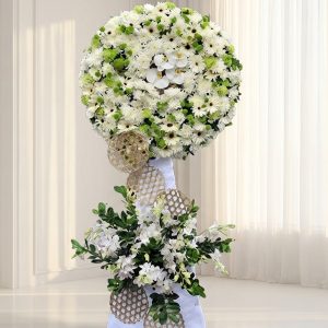 Cẩm chướng - Yên Nghỉ