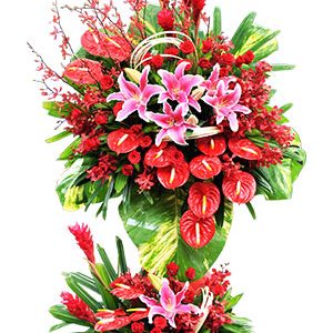 Lan hồ điệp - Mạnh Mẽ Tiến Bước