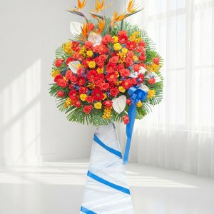Hoa đồng tiền - Tầm Cao Mới