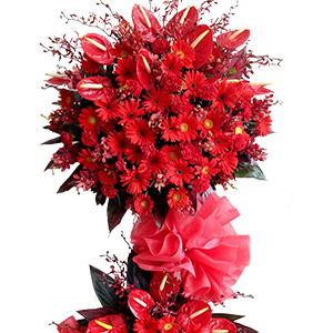 Hoa đồng tiền - Lucky Flower