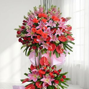 Hoa đồng tiền - Đỉnh Danh Vọng