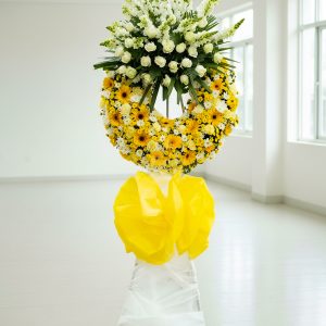 Hoa đồng tiền - Hai thế giới 2